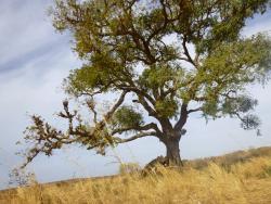 Acacia