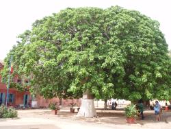 Manguier