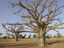 Baobab