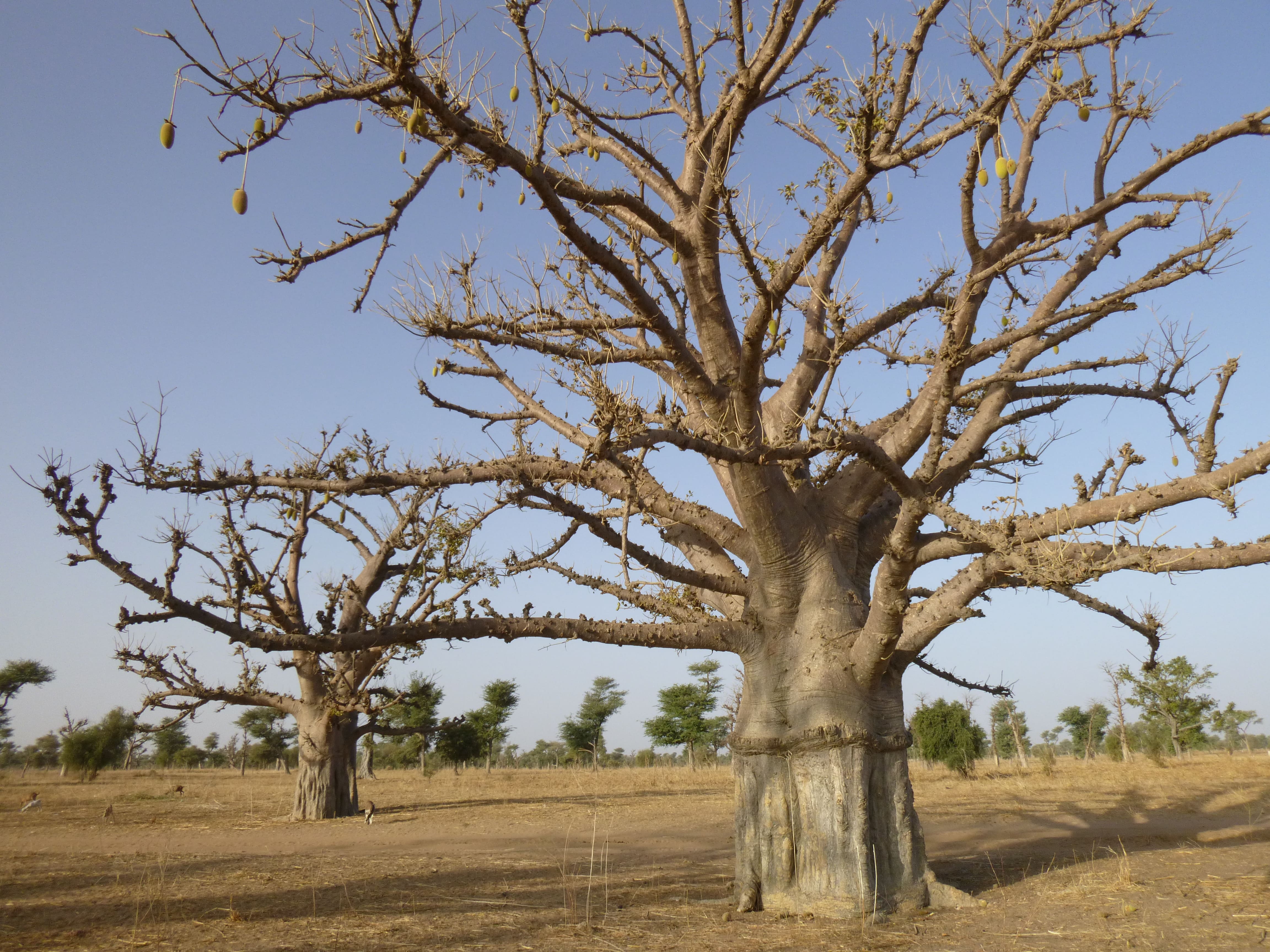 Baobab